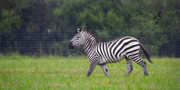 Wildlife Ranch with Exotic Animals